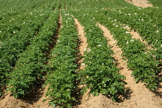 cultivation of mountain potatoes montese zocca italy