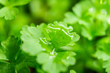 Green bright greens parsley close-up. Macro photography