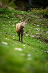 impressive male ibex in Engadine