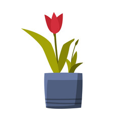 Tulip Flower in Flowerpot Flat Style Vector Illustration on White Background