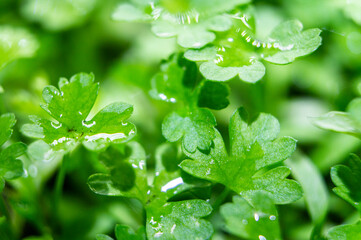Green bright greens parsley close-up. Macro photography