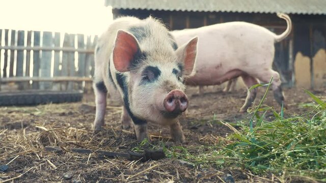 funny pigs sniffing air farming agriculture concept. pig on an old farm. adult piglets run lifestyle in a pen on an old farm