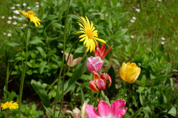 Yellow Doronicum with blurred background.  Suitable for background. Flowers grow by themselves. Flowering. Plants. A lawn of yellow flowers.