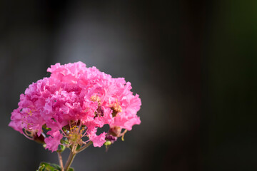 Pink flower queen's flower, lagerstroemia speciosa, Pride of India, Jarul or Inthanin flower in Thailand.