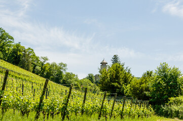 Arlesheim, Weinberg, Schloss Birseck, Rebberg, Rebstock, Weinbauer, Birstal, Ermitage, Wanderweg,...