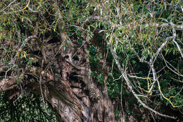 Detail of the trunk of an old willow tree in the autumn