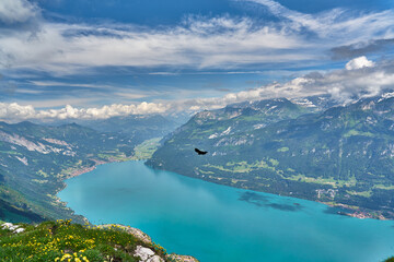 Naklejka na ściany i meble Landscape with Swiss Alps mountains, green nature and Lake Brienz (Brienzersee). Photo taken at Hardergrat ridge trail / hike, near Interlaken, Switzerland. 
