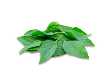 Sweet basil leaf on white background, Herbs with aromatic and medicinal properties.