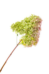 Hydrangea Flowers Isolated on White Background. Selective focus.