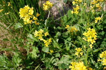 Mustard plant. Yellow flowers. Weed. Beautiful flowering plants. Nature. Suitable for background