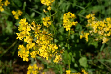 Obraz premium Mustard plant. Yellow flowers. Weed. Beautiful flowering plants. Nature. Suitable for background
