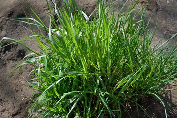 Weeds. Green grass grows on the lawn . Suitable for background. Blooming summer. Flowers. Plants