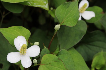 Dokudami;Houttuynia cordata, traditional herbal medicine is blooming. fish mint, chameleon plant
