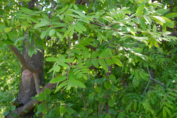 Naklejka premium The green background of the shrubs and trees. Plants. Flowering. Suitable for background.