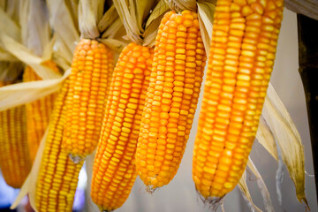 Corn dry or maize yellow corn cob beautiful close up frame.
