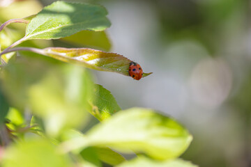 Red ladybug climbs on a flowering flower on a blossoming apple tree