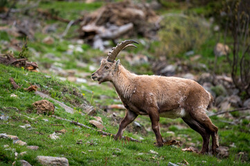 subadult male ibexes in Engadine