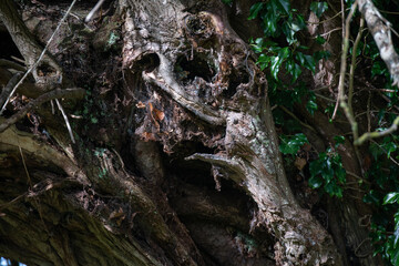 Detail of the trunk of an old willow tree in the autumn