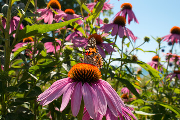 Painted Lady Butterfly nectars on pink perennial echinacea flowers in a wildflower garden
