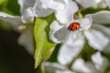 Red ladybug climbs on a flowering flower on a blossoming apple tree