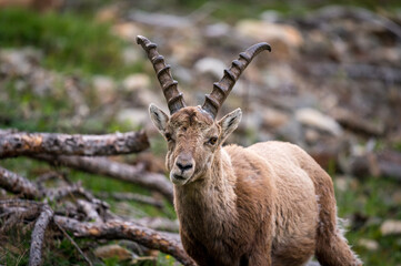 portrait of a young male ibex in Engadine
