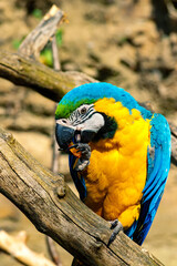 Blue and yellow macaw eating on a branch