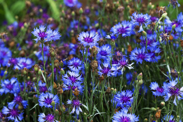 Cornflowers. Wild Blue Flowers Blooming. Closeup Image. Soft Focus