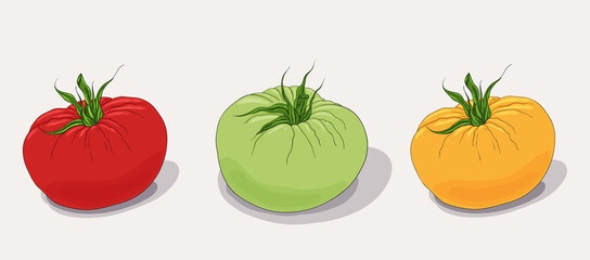 Color tomato set. Closeup. Yellow, green, pink, red tomato. Organic fresh vegetables icon set.
