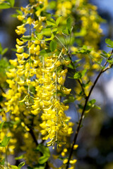Blossoming acacia. Bunches of yellow flowers in the office light on blurred background. Soft selective focus.