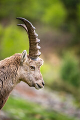portrait of a young male ibex in Engadine