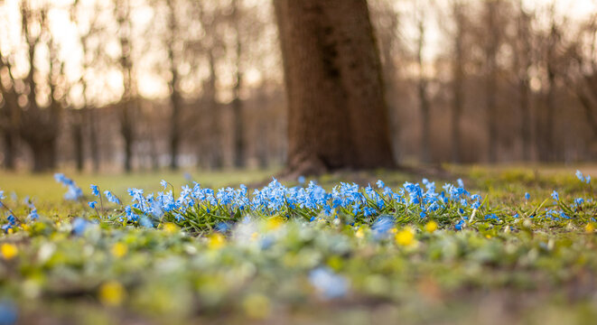 Close up of blue scilla flowers captured from low angle. panoramic photo. Shallow depth of field with blurred green sun shined background and bokeh