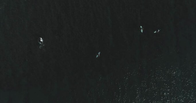 Top down aerial shot on surfers catching waves at the ocean. Bird eye view high on seawater with surfing board at the pacific 