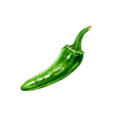 Chili jalapeno green pepper watercolor illustration. Hot spicy vegetable capsicum annuum. Fresh organic whole chili pepper cook ingredient. Jalapeno green Mexican traditional agriculture farm plant