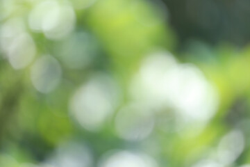 Obraz premium Green leafy background blur