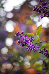 Close up of multi colored lilac flowers in a tree. Bokeh in the background, shallow depth of field and soft focus