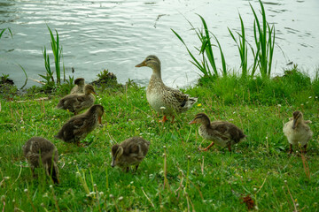 duck with little chicks at the pond eat grass