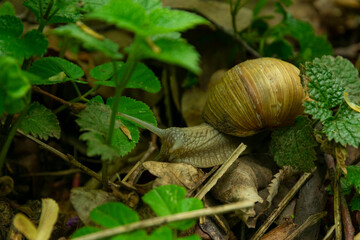 large grape snail crawling on leaves in the forest
