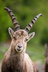 portrait of a young male ibex in Engadine