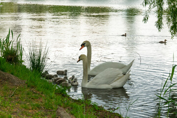 married couple of white swans with chicks swim in the pond