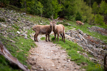 Naklejka na ściany i meble two young male ibex on a hiking path in Engadine