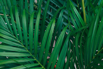 Palm leaves  green color background