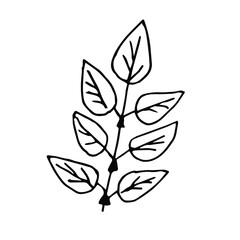 Single hand drawn  leaf . Doodle vector illustration. Floristic element for greeting cards, posters, stickers and seasonal design. Isolated on white background