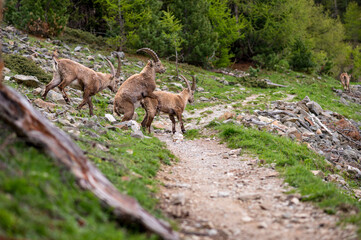 Naklejka premium two young male ibex in mating position
