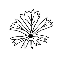 Single hand drawn  leaf . Doodle vector illustration. Floristic element for greeting cards, posters, stickers and seasonal design. Isolated on white background