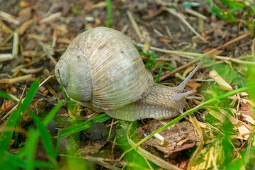 large grape snail crawling on grass in the forest