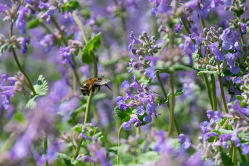bumblebee collects pollen from blue flowers