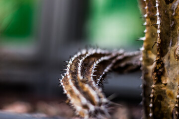 close up of a cactus