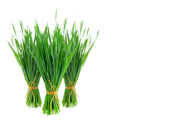 Freshly harvested wheatgrass on white background with copy space.