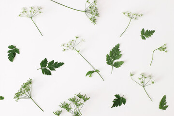 Spring, summer botanical pattern. Floral composition of blooming green cow parsley, Anthriscus sylvestris plant on white table background. Wild flowers concept. Decorative botanical flat lay, top view - obrazy, fototapety, plakaty