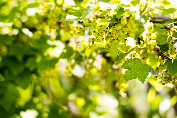 Unripe currant with green berries in summer. Vitamin background.